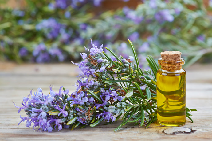 Spotlight on Rosemary Essential Oil