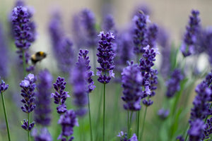 Lavender and Peppermint Essential Oils for Pain Relief